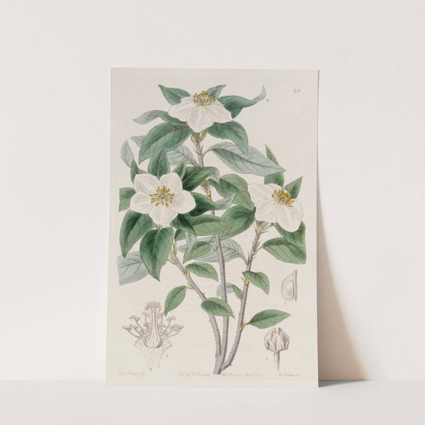 Medlar-like Lindleya by Sydenham Edwards