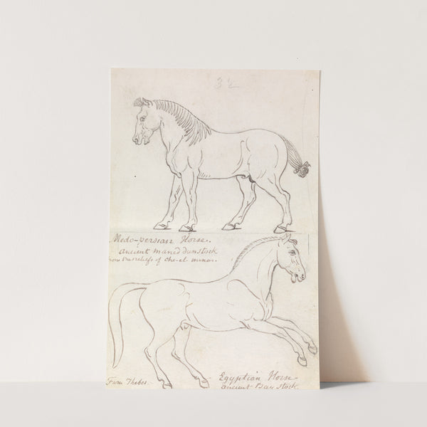 Medo-Persian Horse and Egyptian Horse (1837) by Charles Hamilton Smith