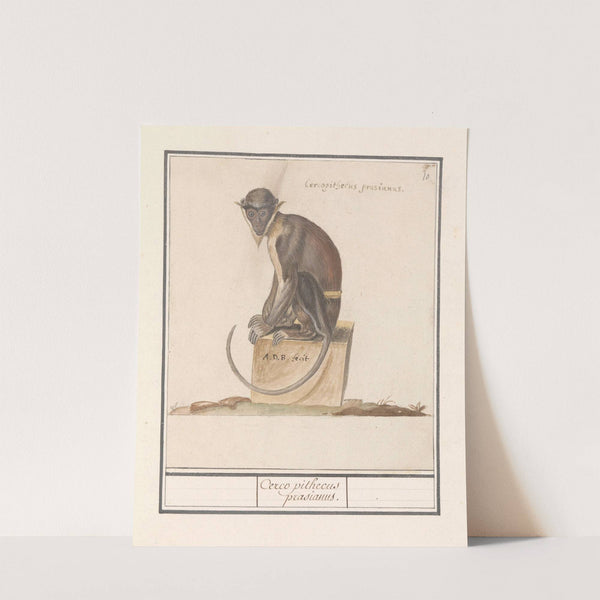 Meerkat (Cercopithecini) Cerco pithecus prasianus (1596-1610) by Anselmus Boëtius de Boodt