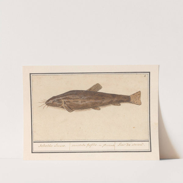 Meerval (Siluridae) Schelde Leeuw. mustela fosfilis. seu fluviatalis Lion de riviere (1596-1610) by Anselmus Boëtius de Boodt