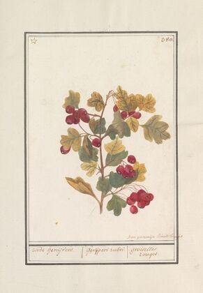 Meidoorn (Crataegus)