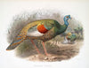 Melaeacris Ocellata (1872)
