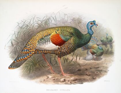 Melaeacris Ocellata (1872)