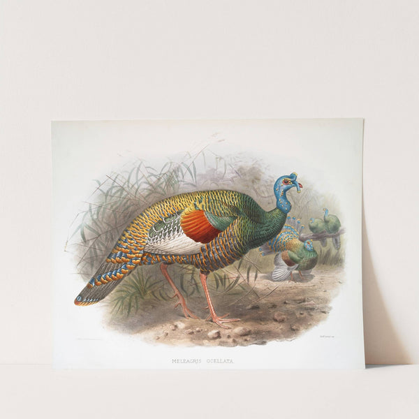 Melaeacris Ocellata (1872) by Joseph Smit