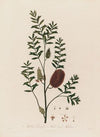 Melaleuca Ericifolia, or Heath-leaved Melaleuca (1799–1810)