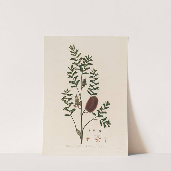 Melaleuca Ericifolia, or Heath-leaved Melaleuca (1799–1810) by Robert John Thornton