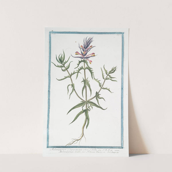 Melampyrum purpurascente coma - Melampyrum multis, sive Triticum Vacinum. (Purple Cow Wheat) by Giorgio Bonelli