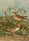 Melanocorypha calandra , Lullula arborea