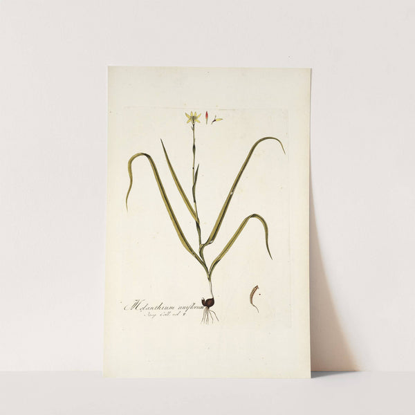 Melanthium uniflorum by Nikolaus Joseph Freiherr von Jacquin