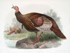 Meleagris gallopavo. (1872)