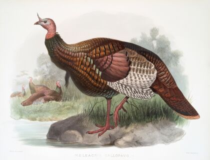 Meleagris gallopavo. (1872)