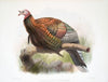 Meleagris mexicana. (1872)