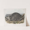 Meles Labradoria, American Badger. Natural size. (1845-1848) by John Woodhouse Audubon