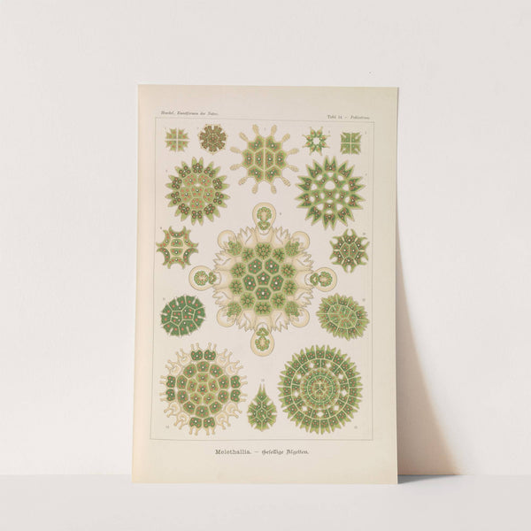 Melethallia. - Gesellige Algetten by Ernst Haeckel