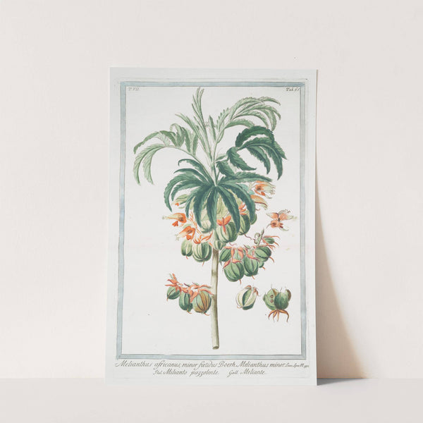 Melianthus africanus, minor foetidus - Boerh. Melianthus minor - Milianto puzzolente - Meliante by Giorgio Bonelli