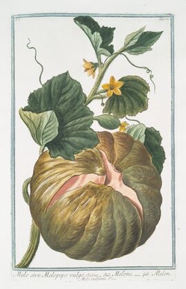 Melo sive Melopepo vulgo – Melone – Melon (Melo vulgaris)