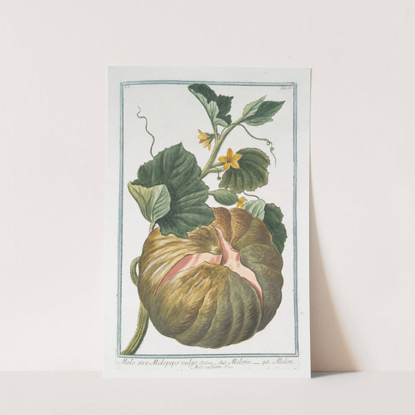 Melo sive Melopepo vulgo - Melone - Melon (Melo vulgaris) by Giorgio Bonelli