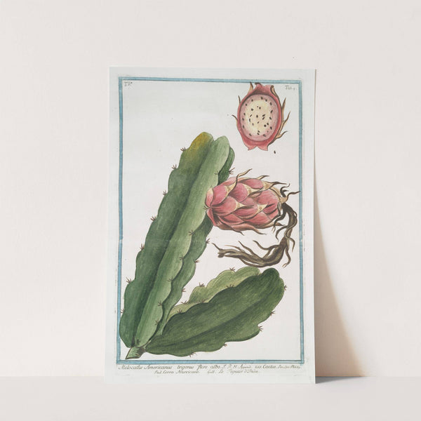 Melocactus Americanus trigonus flore albo - Cactus - Cereo Americano - figuier d'Inde by Giorgio Bonelli