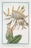 Melocactus Americanus trigonus flore albo – Cereo Americano – Le figuier o’Inde (Cactus melon)