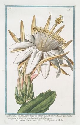 Melocactus Americanus trigonus flore albo – Cereo Americano – Le figuier o’Inde (Cactus melon)