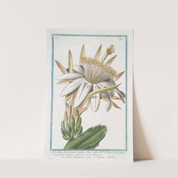 Melocactus Americanus trigonus flore albo - Cereo Americano - Le figuier o'Inde (Cactus melon) by Giorgio Bonelli