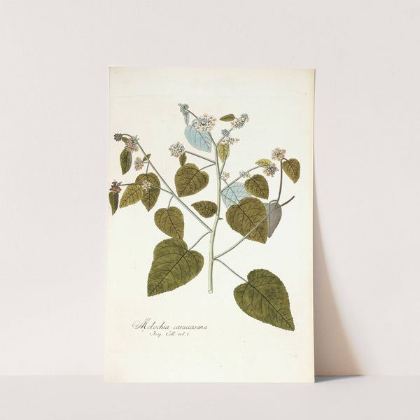 Melochia caraccasana by Nikolaus Joseph Freiherr von Jacquin
