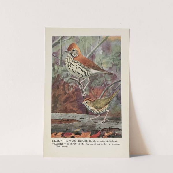 Melody the Wood Thrush, Teacher the Oven Bird by Louis Agassiz Fuertes