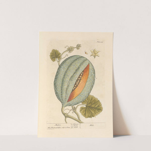 Melon by Elizabeth Blackwell