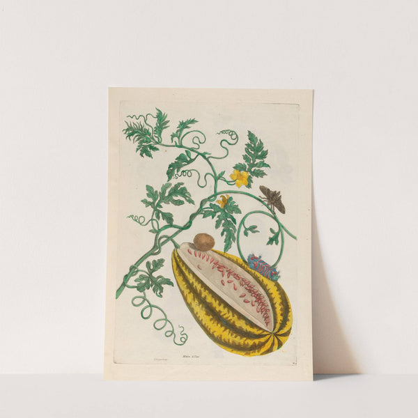 Melon d’Eau (1719) by Maria Sibylla Merian