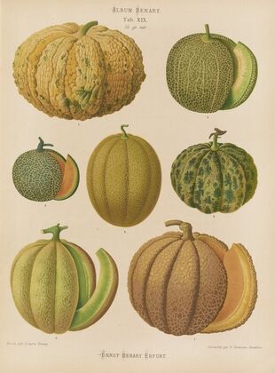 Melons (1876-1886)