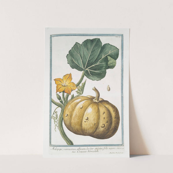 Melopepo, verruscosus, albicans, leviter striatus, folio aspero - Cocuzza bitorzoluta by Giorgio Bonelli