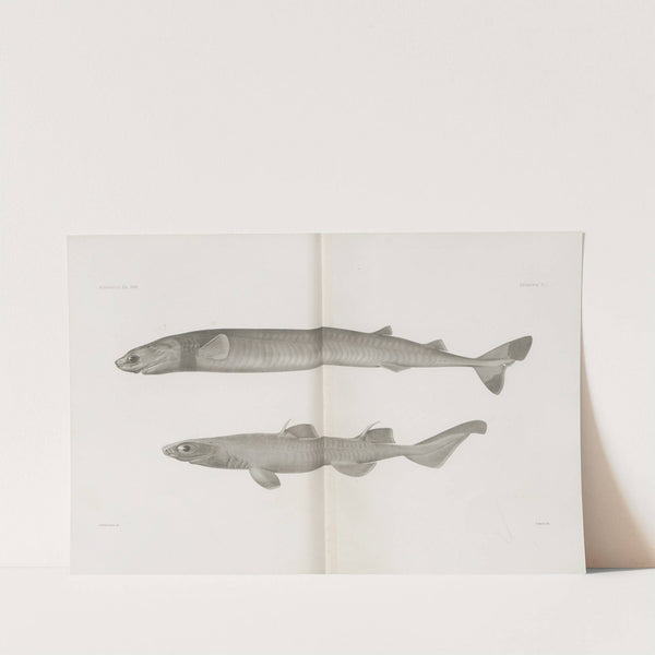 Memoirs of the Museum of Comparative Zoology at Harvard College Pl.01 by Harvard University. Museum of Comparative Zoology