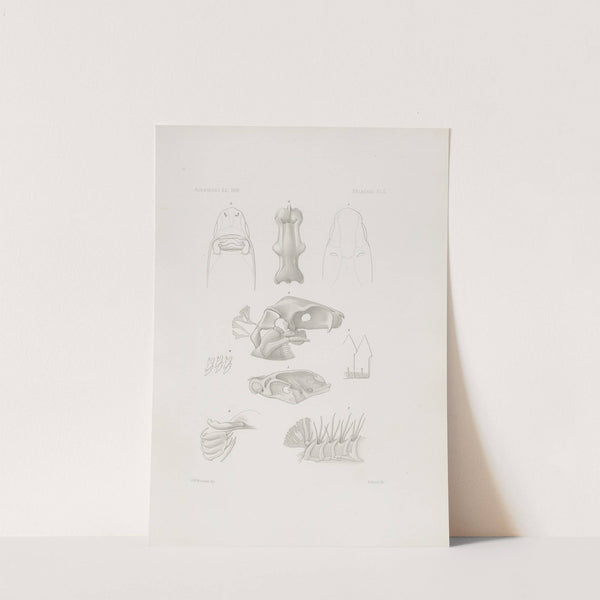 Memoirs of the Museum of Comparative Zoology at Harvard College Pl.02 by Harvard University. Museum of Comparative Zoology