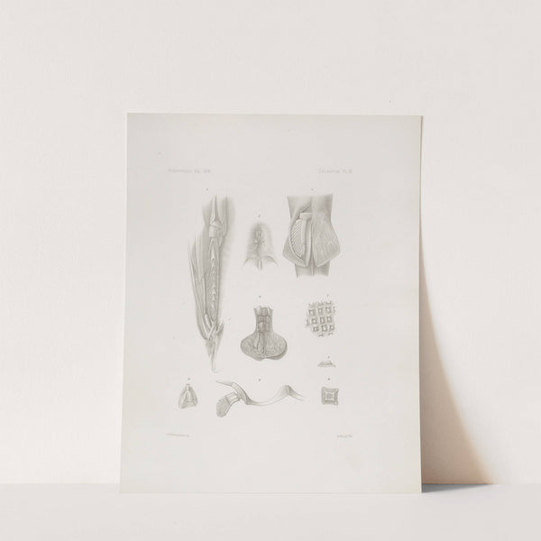 Memoirs of the Museum of Comparative Zoology at Harvard College Pl.03 by Harvard University. Museum of Comparative Zoology