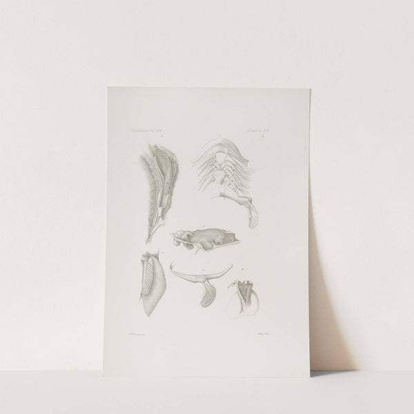 Memoirs of the Museum of Comparative Zoology at Harvard College Pl.05 by Harvard University. Museum of Comparative Zoology