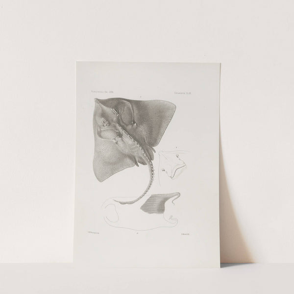 Memoirs of the Museum of Comparative Zoology at Harvard College Pl.06 by Harvard University. Museum of Comparative Zoology