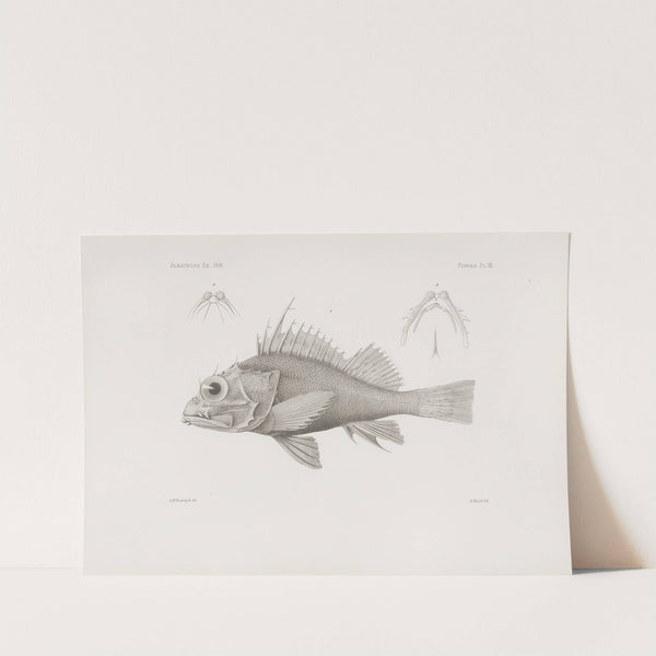 Memoirs of the Museum of Comparative Zoology at Harvard College Pl.07 by Harvard University. Museum of Comparative Zoology