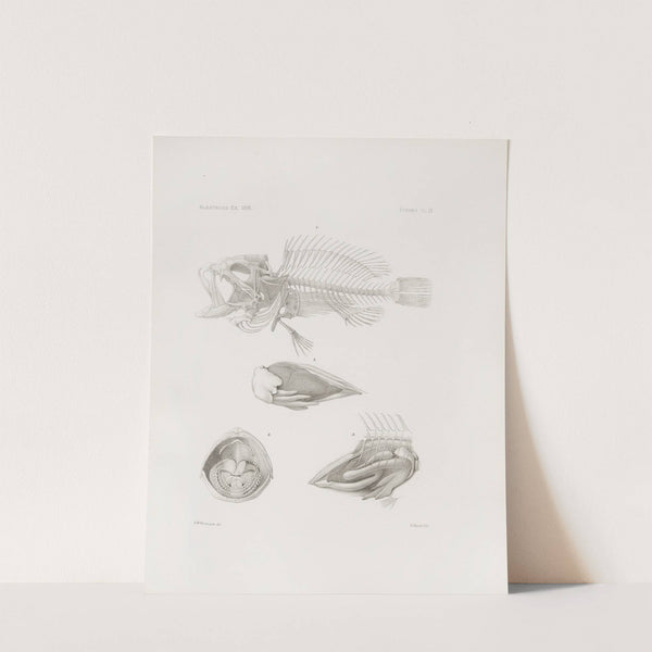 Memoirs of the Museum of Comparative Zoology at Harvard College Pl.09 by Harvard University. Museum of Comparative Zoology