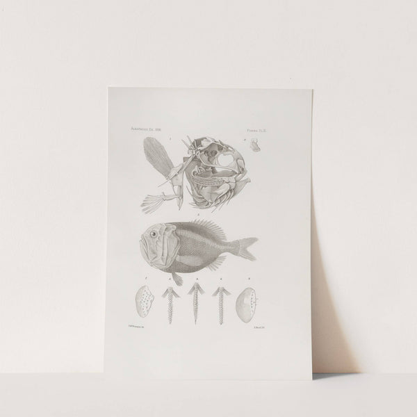 Memoirs of the Museum of Comparative Zoology at Harvard College Pl.11 by Harvard University. Museum of Comparative Zoology