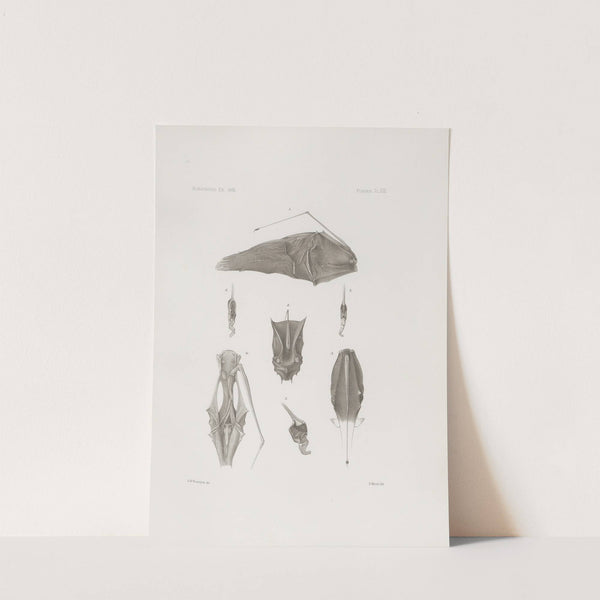 Memoirs of the Museum of Comparative Zoology at Harvard College Pl.13 by Harvard University. Museum of Comparative Zoology