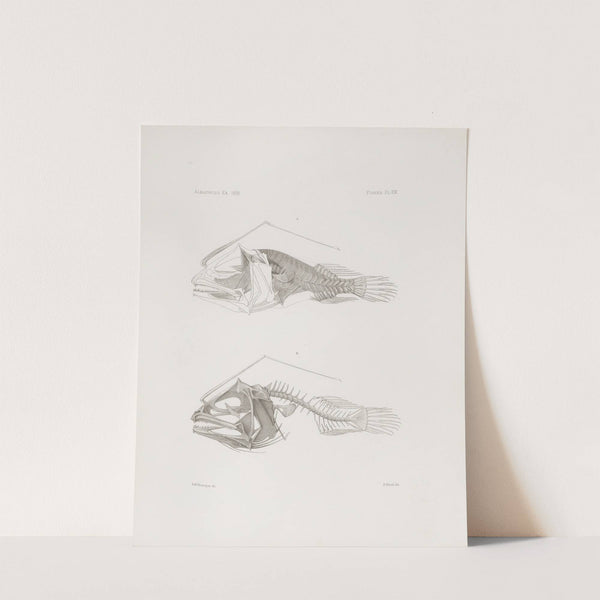 Memoirs of the Museum of Comparative Zoology at Harvard College Pl.14 by Harvard University. Museum of Comparative Zoology