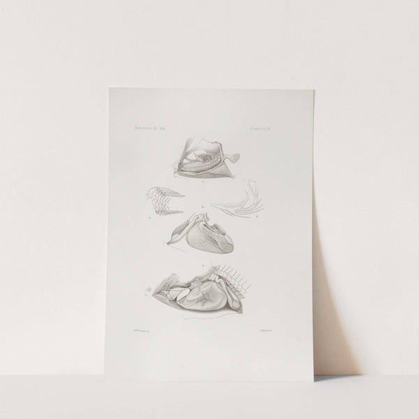 Memoirs of the Museum of Comparative Zoology at Harvard College Pl.15 by Harvard University. Museum of Comparative Zoology