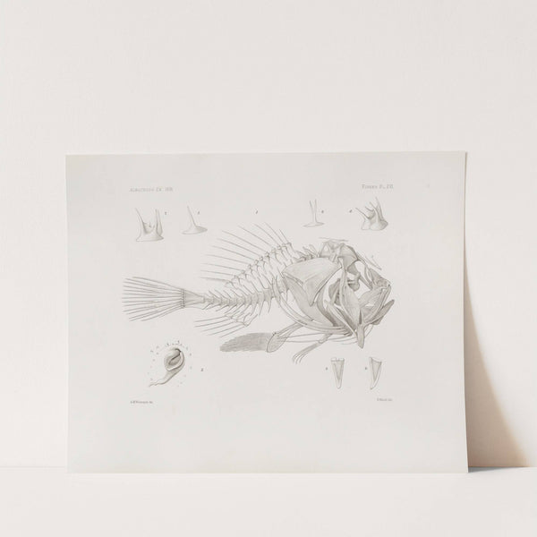 Memoirs of the Museum of Comparative Zoology at Harvard College Pl.16 by Harvard University. Museum of Comparative Zoology