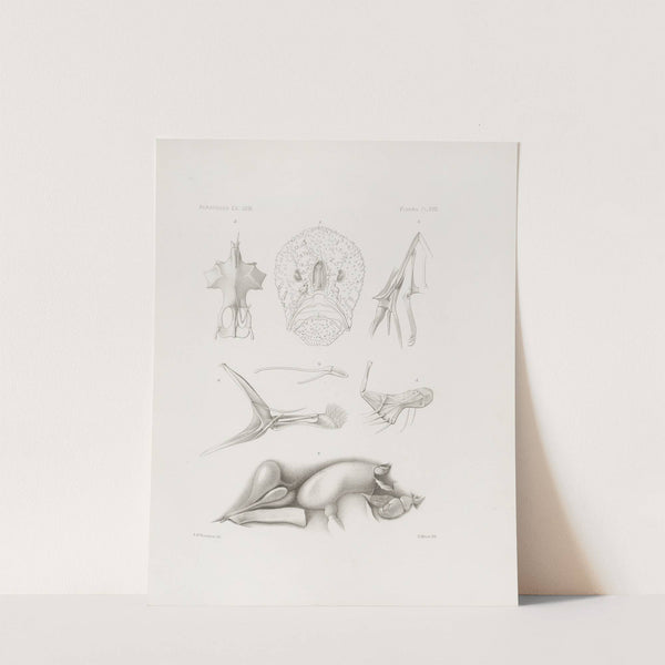 Memoirs of the Museum of Comparative Zoology at Harvard College Pl.17 by Harvard University. Museum of Comparative Zoology