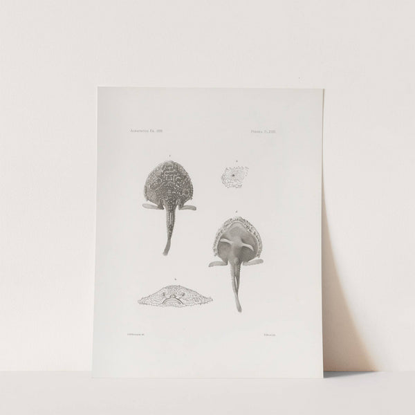 Memoirs of the Museum of Comparative Zoology at Harvard College Pl.18 by Harvard University. Museum of Comparative Zoology