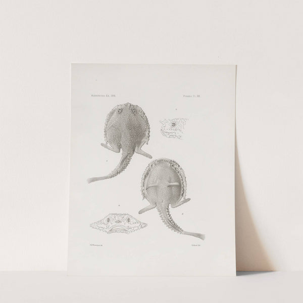 Memoirs of the Museum of Comparative Zoology at Harvard College Pl.19 by Harvard University. Museum of Comparative Zoology