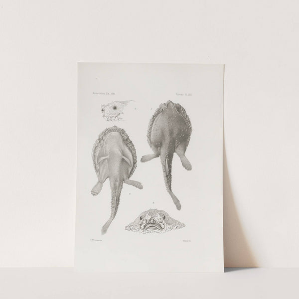 Memoirs of the Museum of Comparative Zoology at Harvard College Pl.22 by Harvard University. Museum of Comparative Zoology