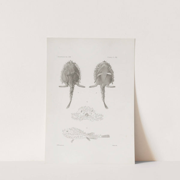 Memoirs of the Museum of Comparative Zoology at Harvard College Pl.23 by Harvard University. Museum of Comparative Zoology