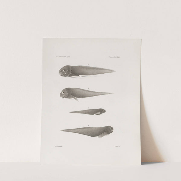 Memoirs of the Museum of Comparative Zoology at Harvard College Pl.27 by Harvard University. Museum of Comparative Zoology