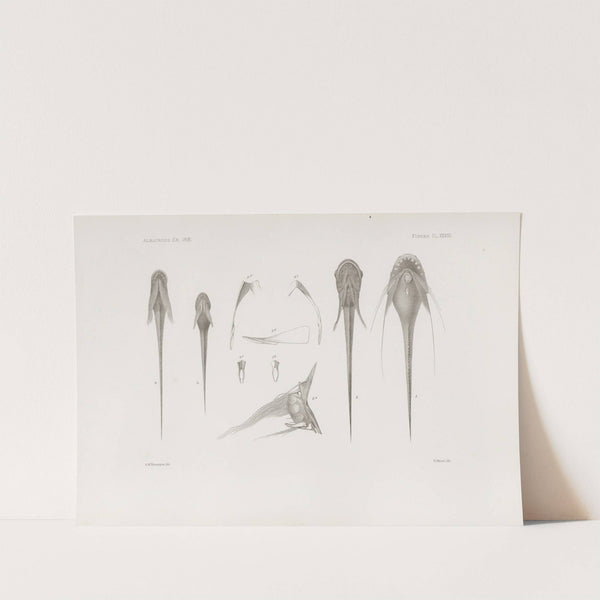 Memoirs of the Museum of Comparative Zoology at Harvard College Pl.28 by Harvard University. Museum of Comparative Zoology